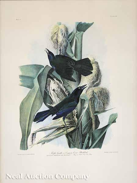 Appraisal: After John James Audubon American - Purple Grackle or Common