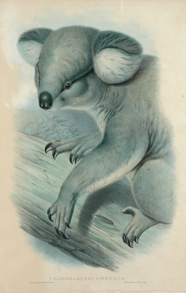 Appraisal: John Gould - and Henry Constantine Richter - Phascolarctos Cinereus