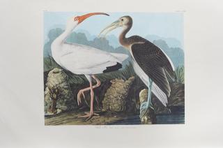 Appraisal: John James Audubon - White Ibis No Plate th c