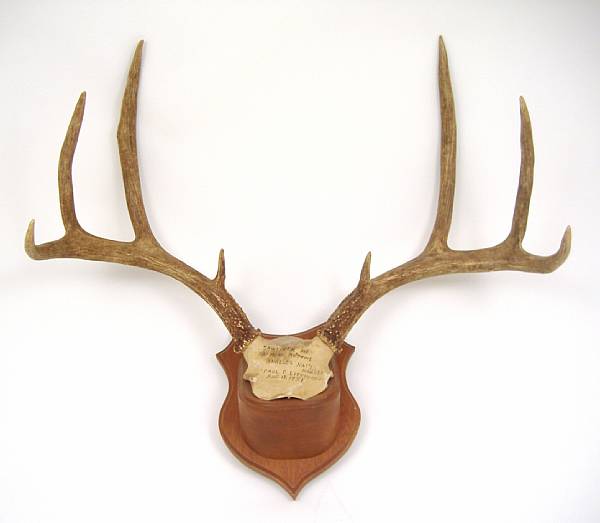 Appraisal: Five Sets of Mounted Mule Deer Antlers Odocoileus hemionus California