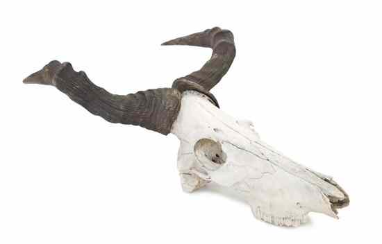 Appraisal: An Antelope Skull with Horns likely of the Tsessebe species