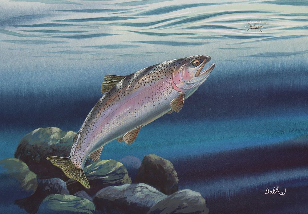 Appraisal: Don Balke B Rainbow Trout Don Balke North Carolina B