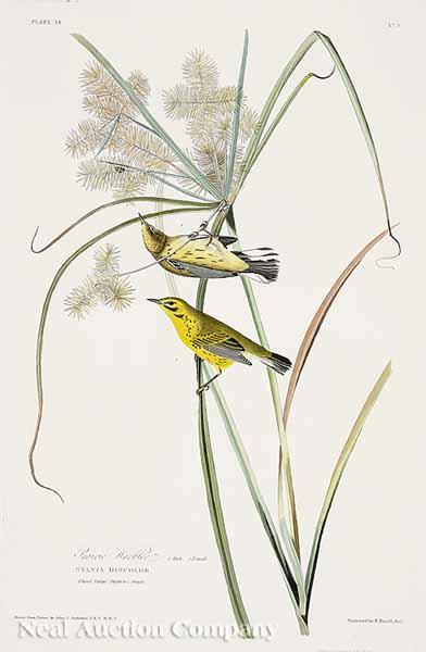 Appraisal: After John James Audubon American - Prairie Warbler No Plate