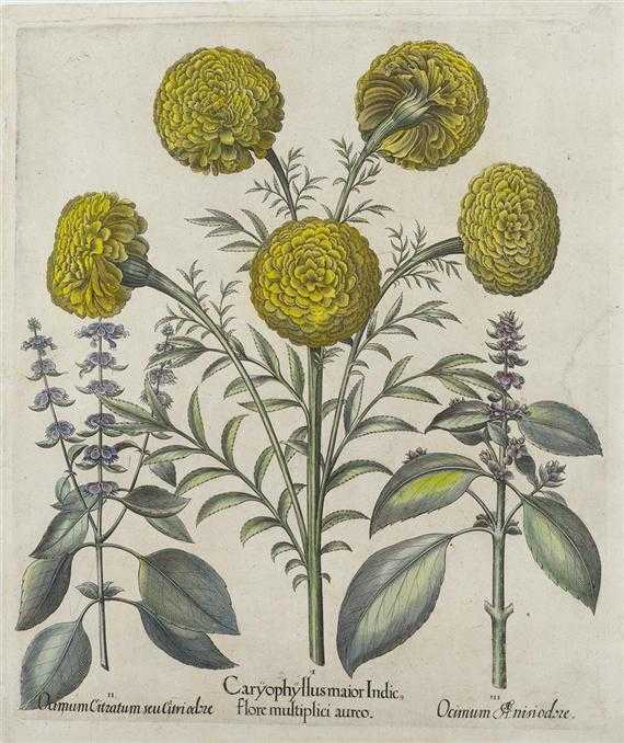 Appraisal: BOTANY -Basilius Besler - after I Car oph llus maior