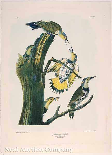 Appraisal: John James Audubon American - Golden Winged Woodpecker Plate chromolithograph