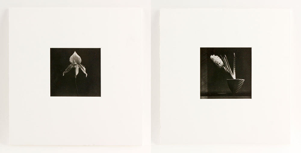 Appraisal: - Attr Mapplethorpe Polaroids Attributed to Robert Mapplethorpe two polariods