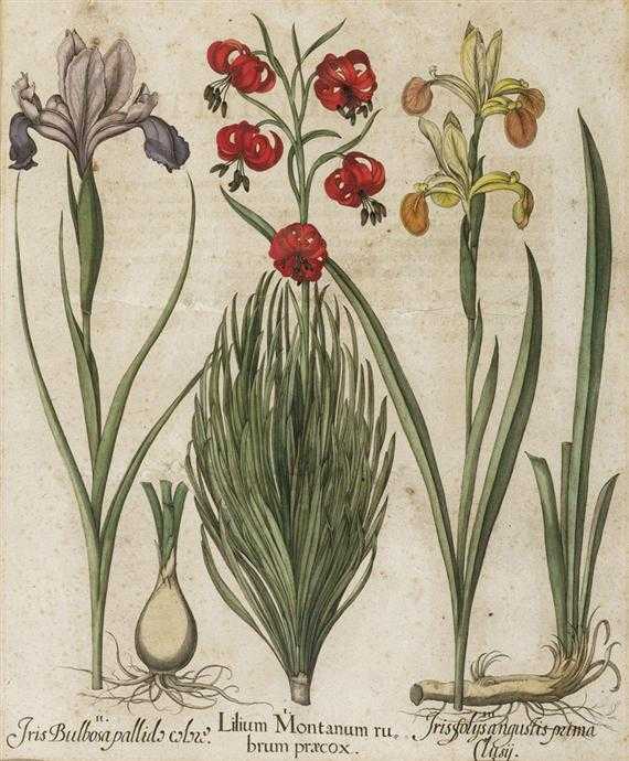 Appraisal: BOTANY -Besler Basilius circa nach Lilium Montanum rubrum praecox II