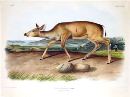 Appraisal: piece Hand-Colored Lithograph Audubon John James Black-Tailed Deer Philadelphia J