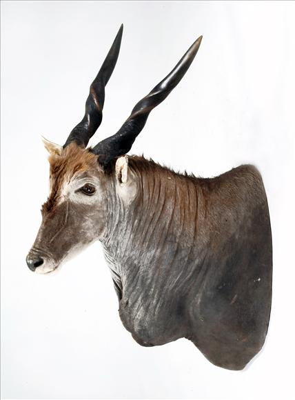 Appraisal: A shoulder-mount of an eland cm in length