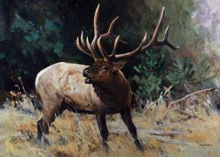 Appraisal: Bull Elk Portrait by Ken Carlson Ken Carlson - oil