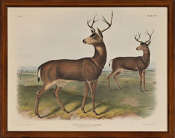 Appraisal: AUDUBON IMPERIAL QUADRUPED COLUMBIA BLACK TAILED DEER ca Plate CVI