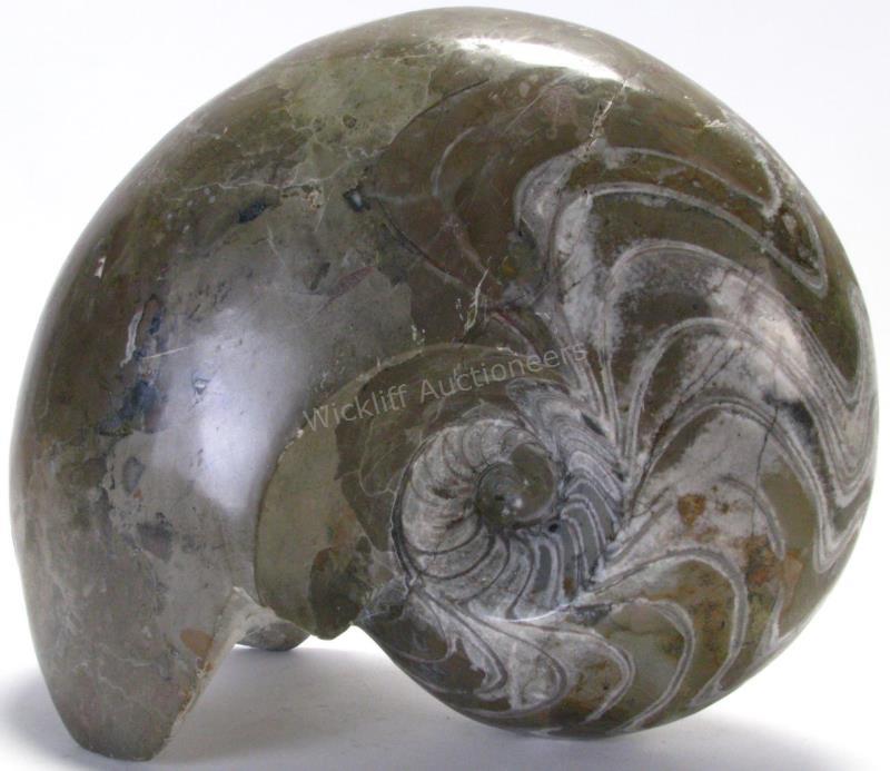 Appraisal: Large Polished Goniatite Fossil finely carved and highly polished stands