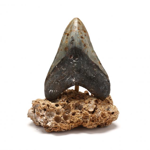 Appraisal: LARGE NORTH CAROLINA MEGALODON TOOTH - IN Recovered from the