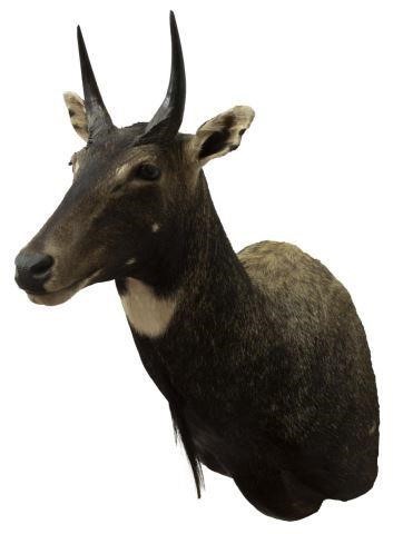 Appraisal: Taxidermy Nilgai Blue antelope approx h w d