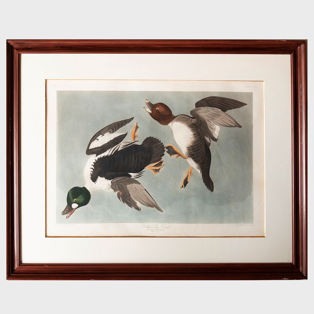 Appraisal: After John James Audubon - Golden-Eye Duck Aquatint and engraving