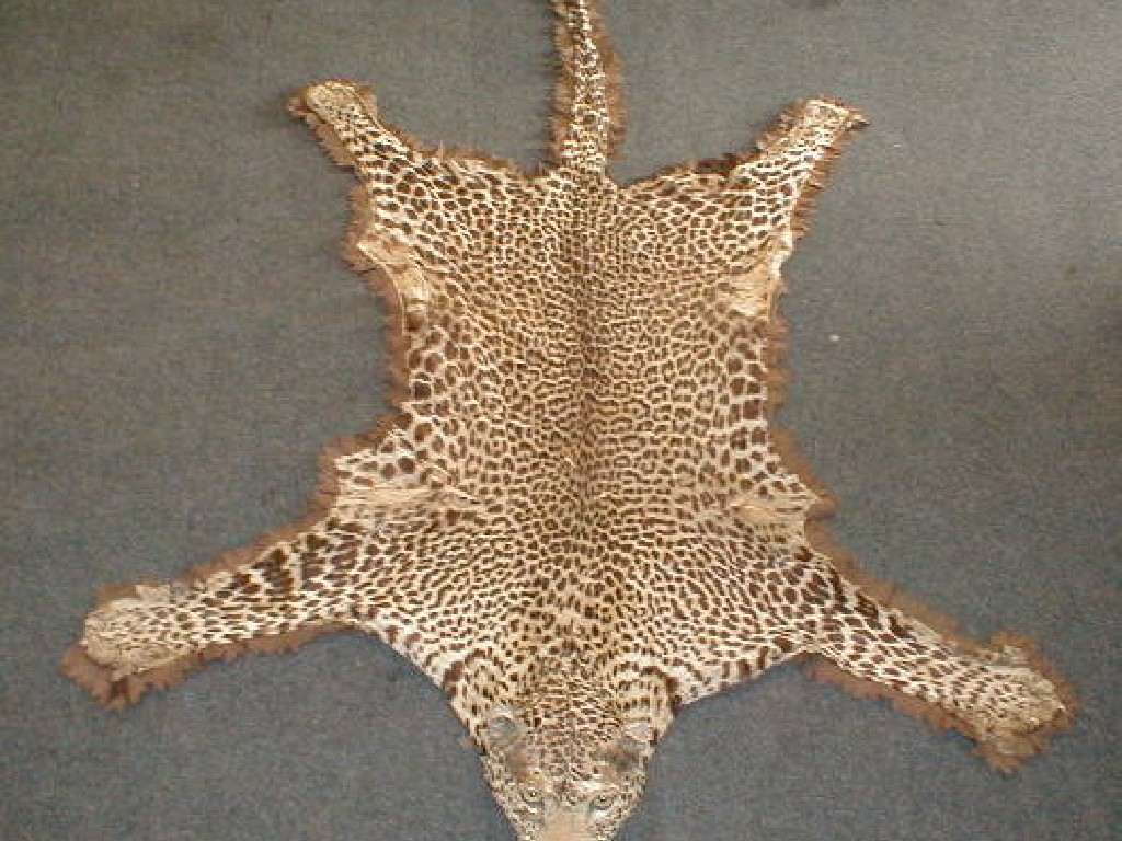 Appraisal: A Victorian leopard skin rug with full mount head backed