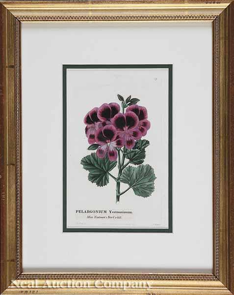 Appraisal: A Group of Six Antique Hand-Colored Prints of Geraniums after