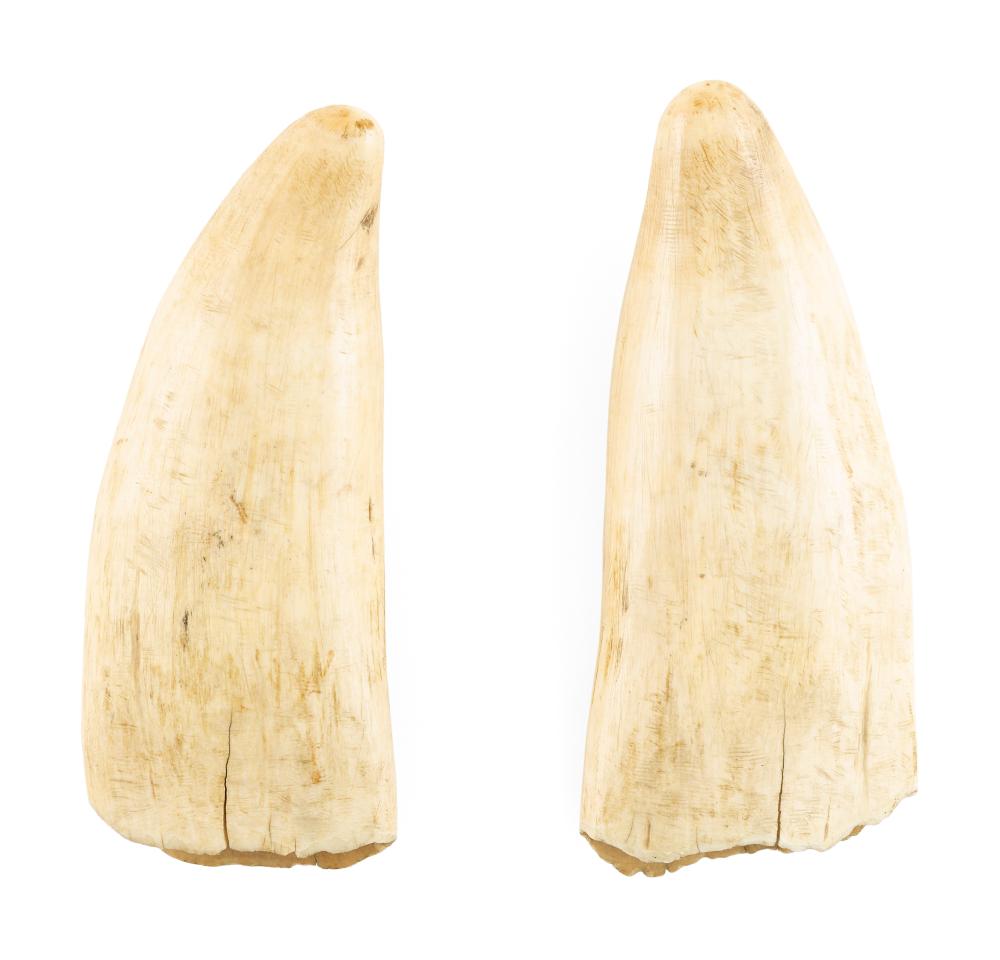 Appraisal: PAIR OF UNENGRAVED WHALE'S TEETH LENGTHS APPROX PAIR OF UNENGRAVED