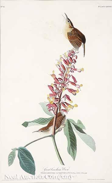 Appraisal: After John James Audubon American - Great Carolina Wren shown