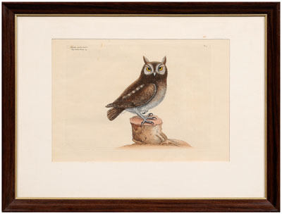 Appraisal: Mark Catesby etching British - The Little Owl Plate from