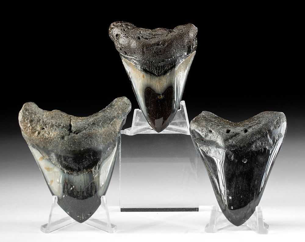 Appraisal: Lot of Polished Fossilized Megalodon Teeth Ancient Seas Middle Miocene