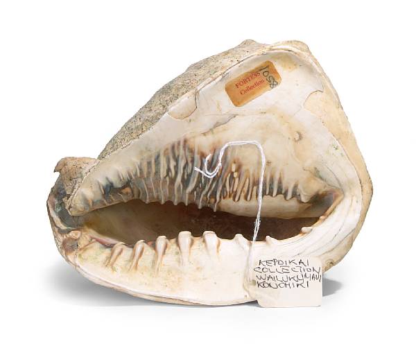 Appraisal: A Hawaiian conch shell trumpet pu with label in Leo