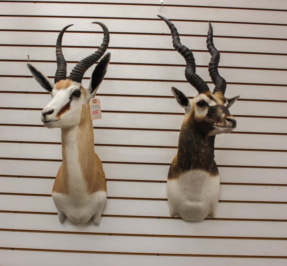 Appraisal: TWO ANTELOPE HEAD SHOULDER TAXIDERMY MOUNTS blackbuck aka Indian antelope