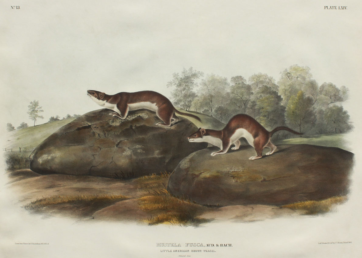 Appraisal: ORIGINAL AUDUBON ELEPHANT FOLIO COLORED LITHOGRAPH WEASEL FROM THE VIVIPAROUS