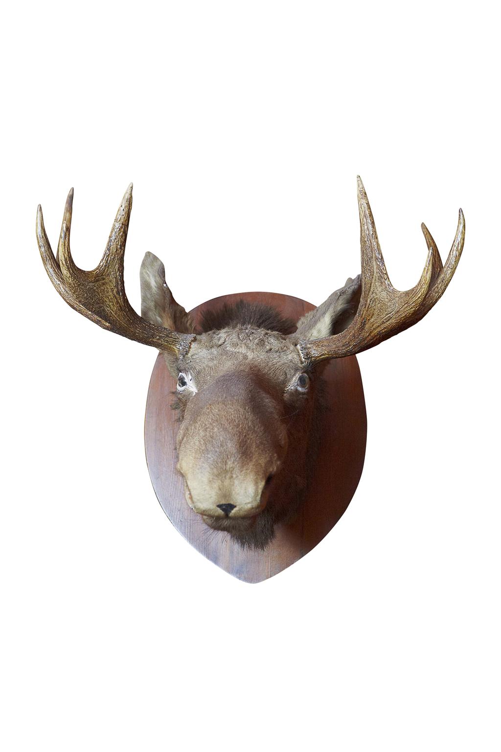 Appraisal: TAXIDERMY ELK HEAD EARLY TH CENTURY on oak shield mount