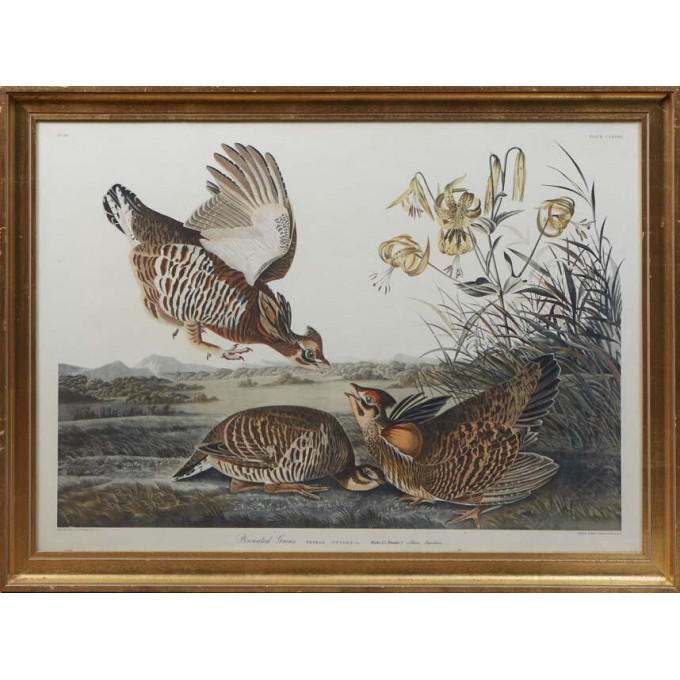 Appraisal: John James Audubon - Haitian American Pinnated Grous Tetrao Cupido