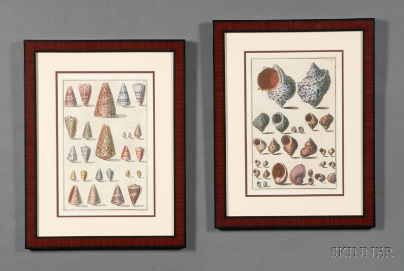 Appraisal: Set of Four Italian Hand-colored Conchological Shell Engravings c taken