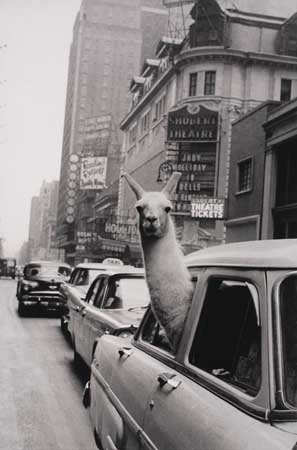 Appraisal: MORATH INGE - Llama Times Square New York Silver print