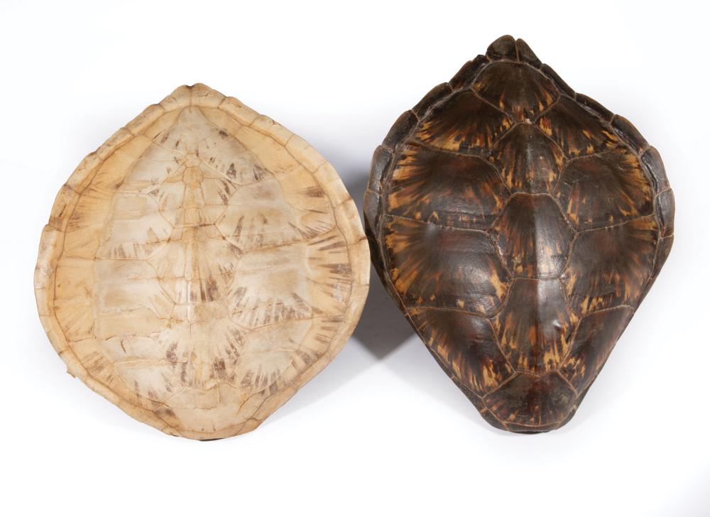 Appraisal: Two Decorative Tortoise Carapaces one lacking its scales larger l