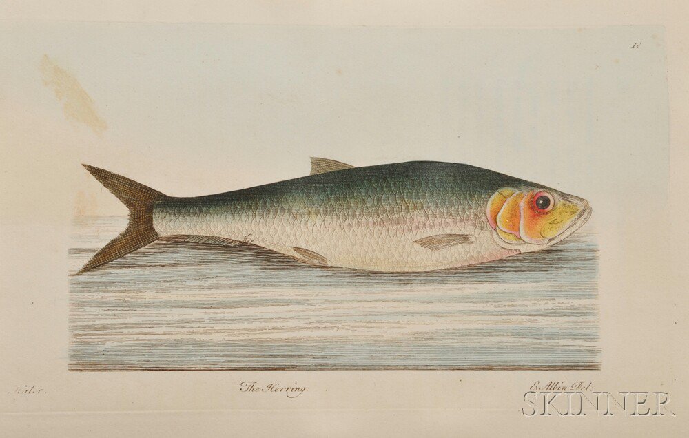 Appraisal: North Roger - A Treatise on Fish and Fish-Ponds London