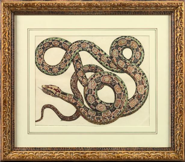 Appraisal: Striking Hand-Colored Engraving depicting a coiling python from the Seba