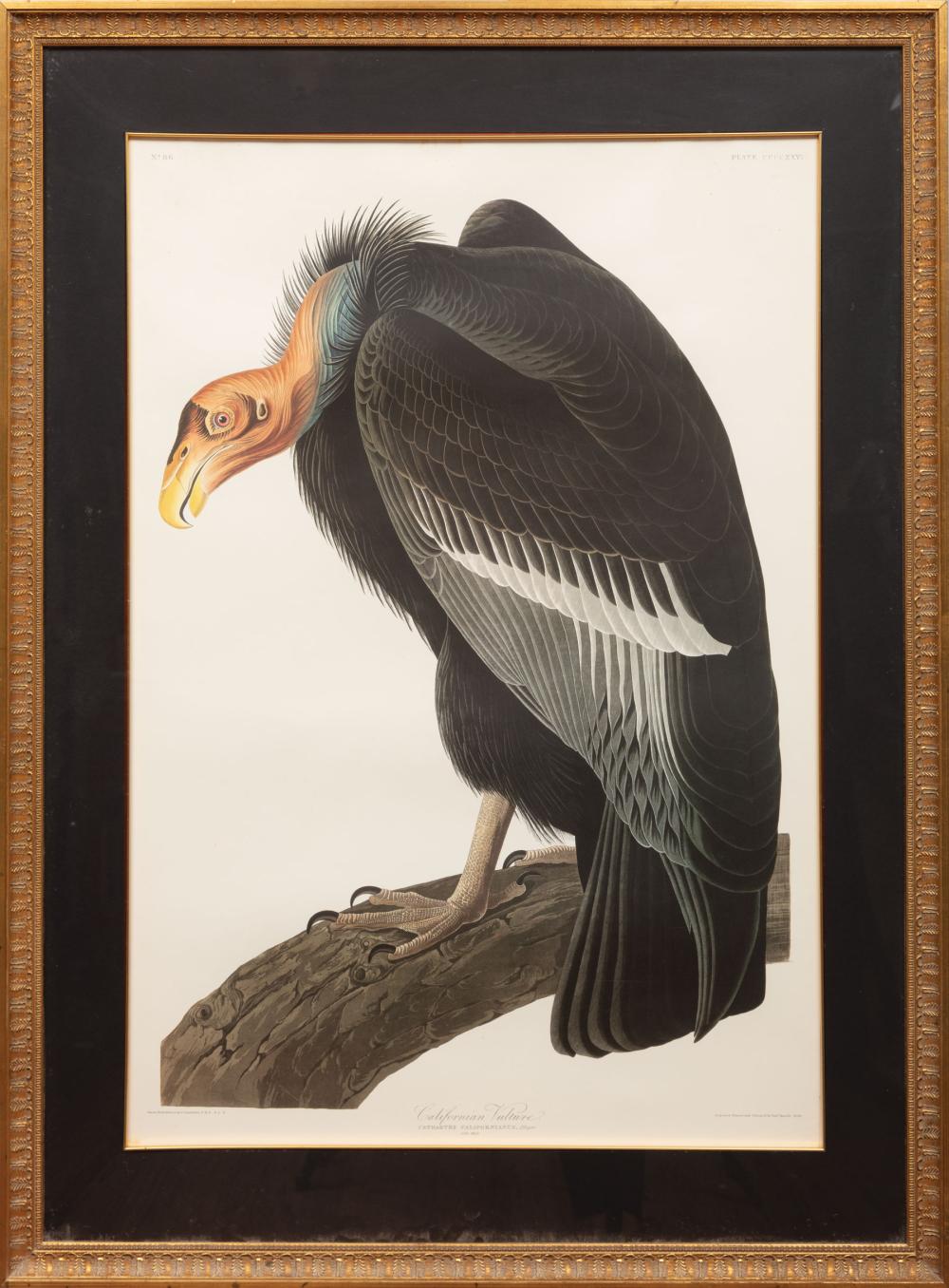 Appraisal: After John James Audubon American - California Vulture Plate lithograph