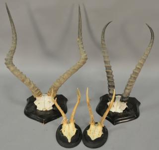 Appraisal: Four taxidermy horn and antler mounts including a nyala gazelle