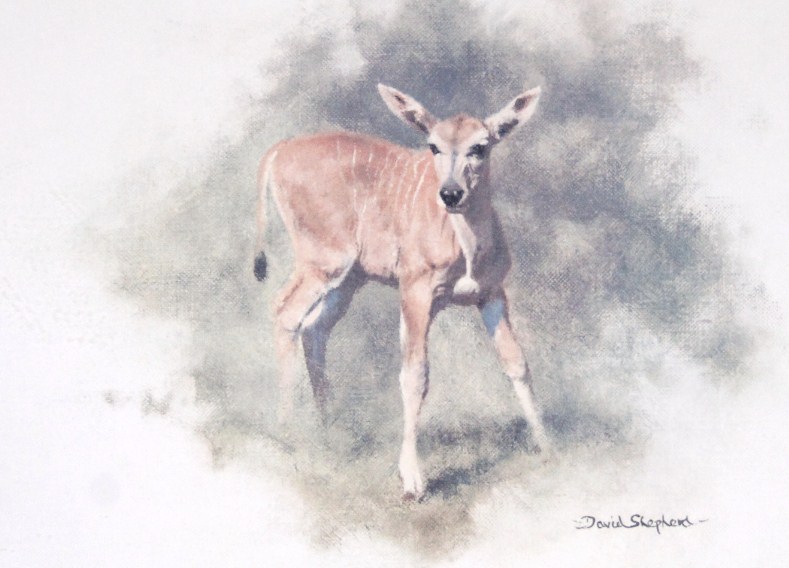 Appraisal: David Shepherd Young Eland print signed and watermarked ALL to