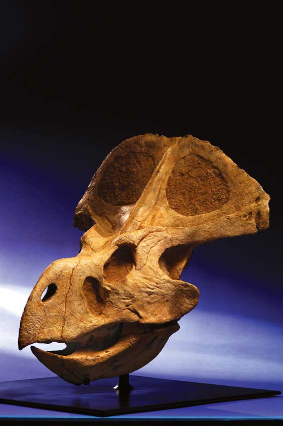 Appraisal: A FINE DINOSAUR SKULL Protoceratops andrewsi Late Cretaceous Campanian Age