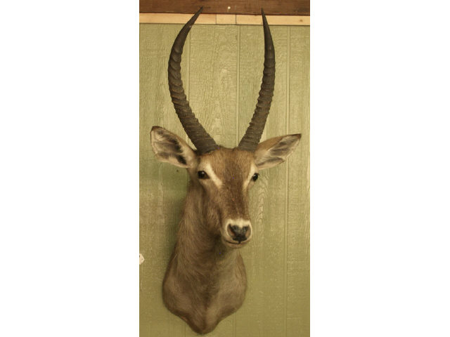 Appraisal: Excellent Water Buck mount Estimate -