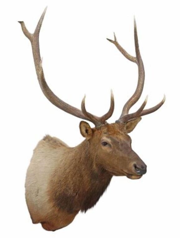 Appraisal: Large taxidermy Elk shoulder mount point antlers approx h w