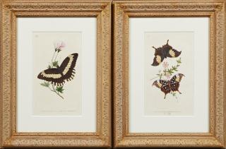 Appraisal: English School Butterflies early th c pair of colored prints