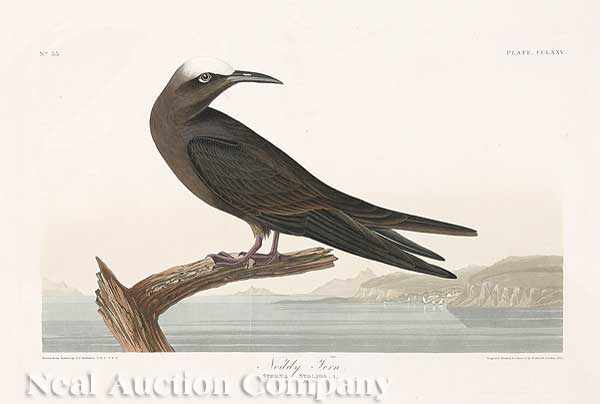 Appraisal: John James Audubon American - Noddy Tern Plate CCLXXV from