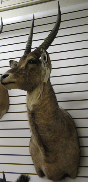 Appraisal: AFRICAN DEFASSA or COMMON WATERBUCK kobus ellipsiprymnus trophy head mount