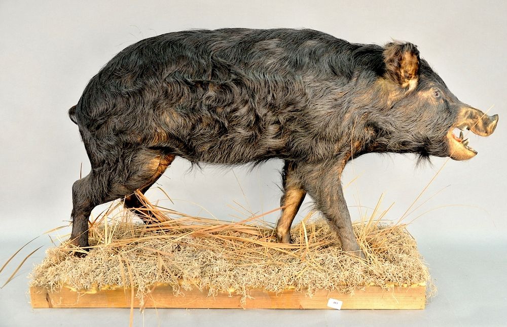 Appraisal: Three piece lot to include a wild boar taxidermy full