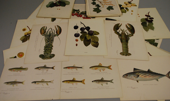 Appraisal: Lot of Botanical Photomechanical Bookplates and Five Chromolithograph Fish Prints