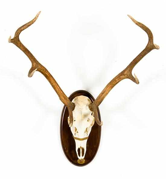 Appraisal: Spanish red deer stag rack and skull mount on oval