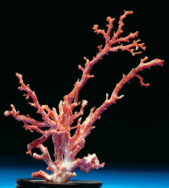 Appraisal: PINK CORAL TREE South China Sea This unusual pink coral