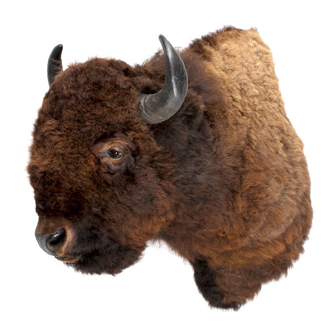 Appraisal: HUGE Boone Crockett American Bison Wall Mount For sale in