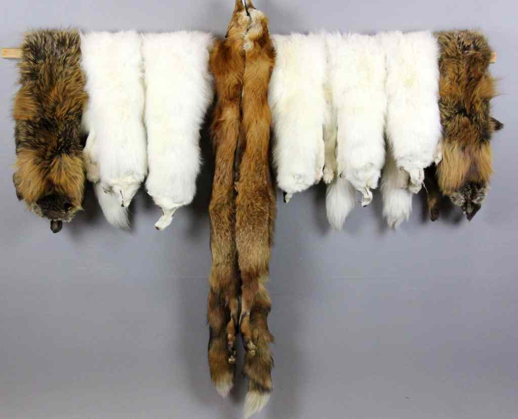 Appraisal: Fox Pelts White MixedAverage length of each pelt is ''